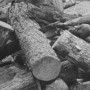 Okinawans sitting on ground and cutting logs (Ryukyu Islands, September 1945)