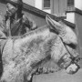 Donkey carrying bags of salt (Kalgan, China, April 1946)